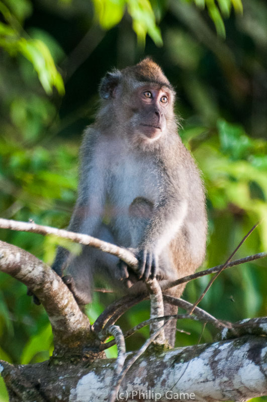 Long-tailed macaque, Kinabatangan River