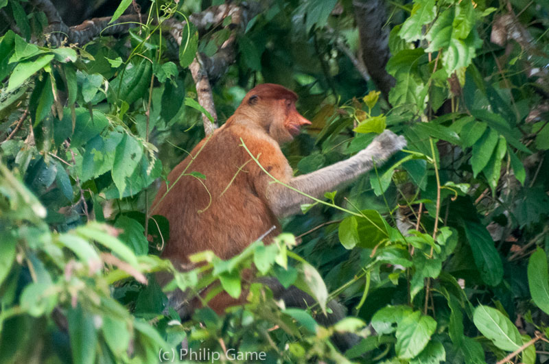 Male proboscis monkey, Kinabatangan River