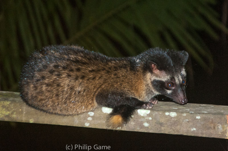 Palm civets venture forth at night