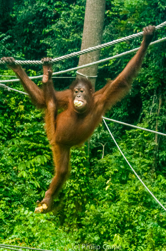 Rescued from captivity: at Sepilok Orangutan Rehabilitation Centre