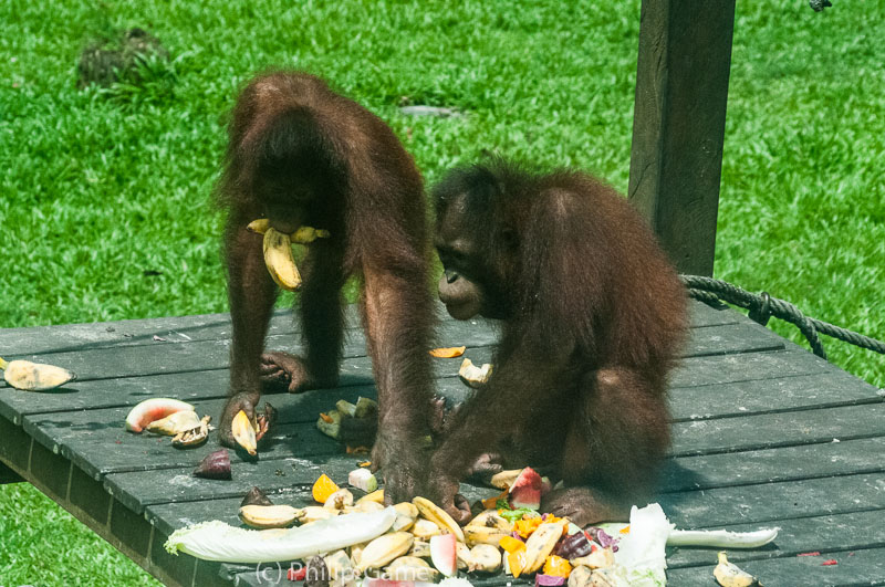 Lunchtime at the Sepilok Rehab Centre