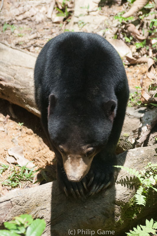 The Bornean Sun Bear is equally endangered in the wild