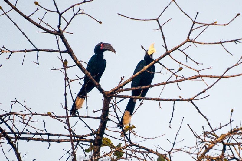 A pair of Asian black hornbills above the Kinabatangan River