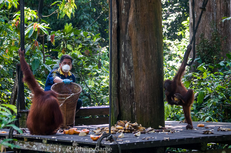 Orangutan feeding platform at Sepilok, Sabah