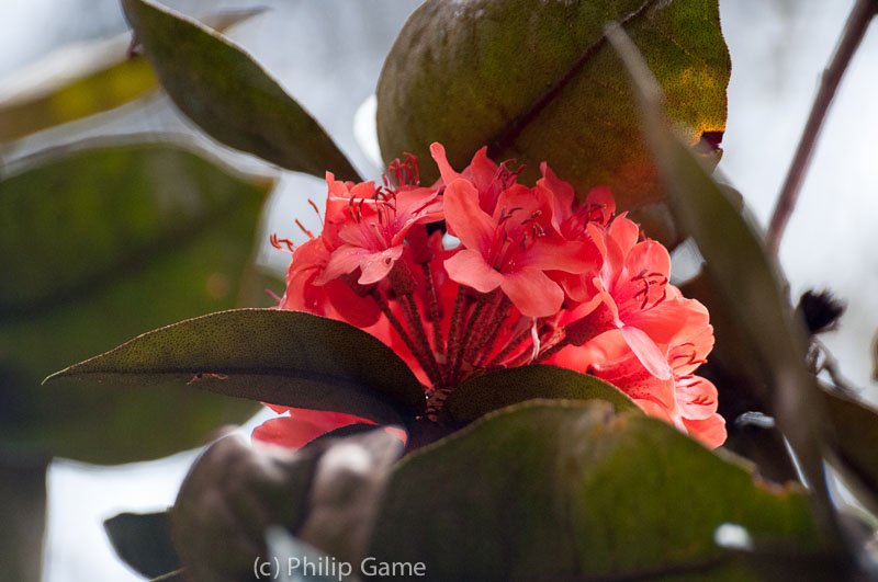 An endemic rhododendron in flower beside the Mt Kinabalu trail
