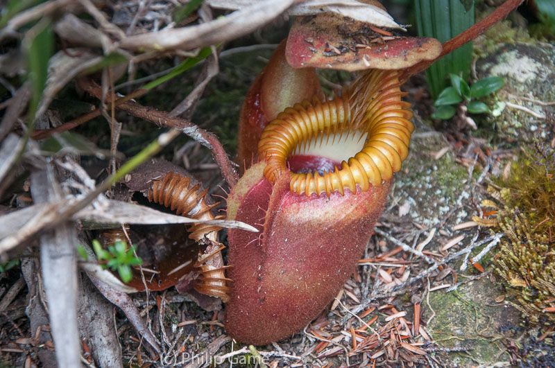 Nepenthes villosa, one of many pitcher plants endemic to Kinabalu Park