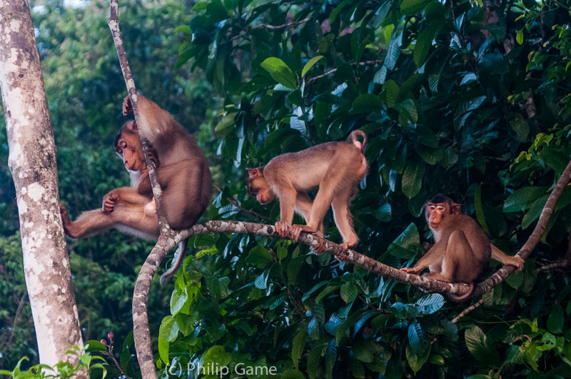 Family of short-tailed macaques, Kinabatangan River