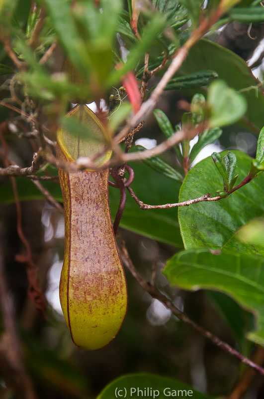 Another Nepenthes variety