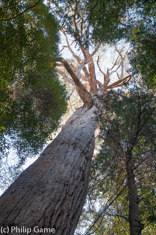 Tall timber in the Tahune Forest Reserve, southern Tasmania