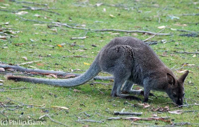 A tame Bennett's wallaby