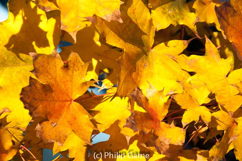 Autumn colours in suburban Elsternwick