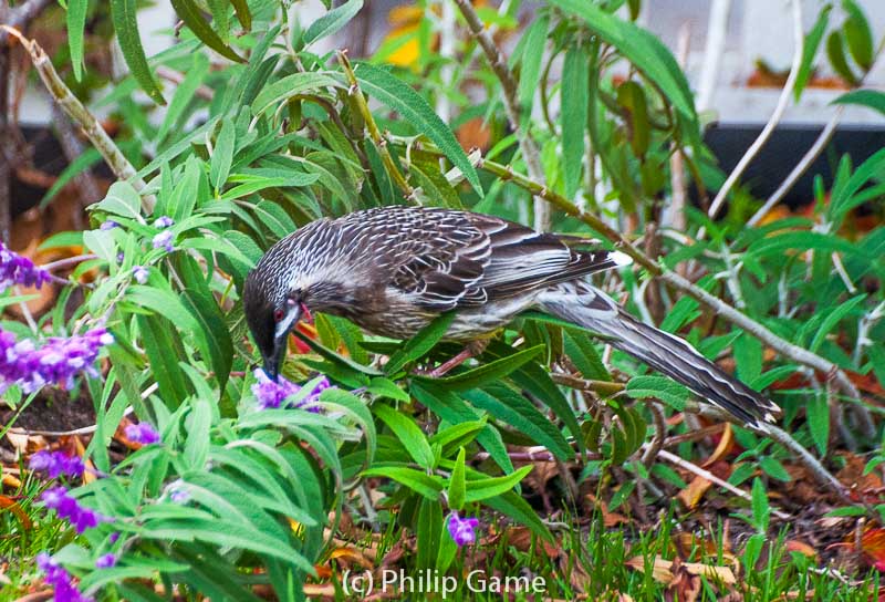 A wattlebird (Anthochaera) browses on Salvia in our backyard