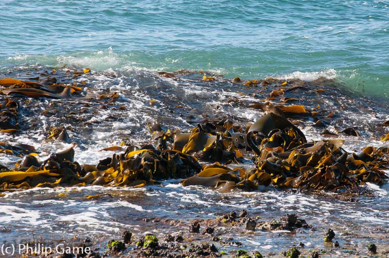 Thick, ropy kelp is a feature of many Tasmanian ocean beaches