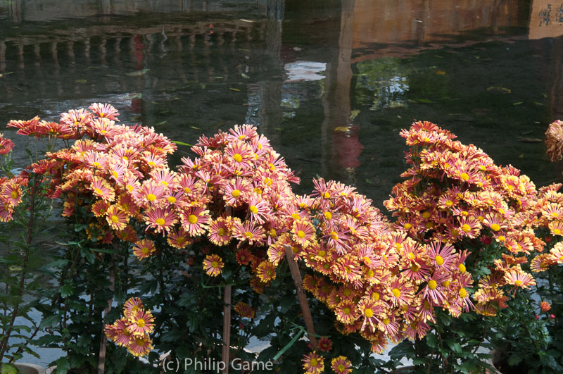 Massed chrysanthemum displays in Lijiang