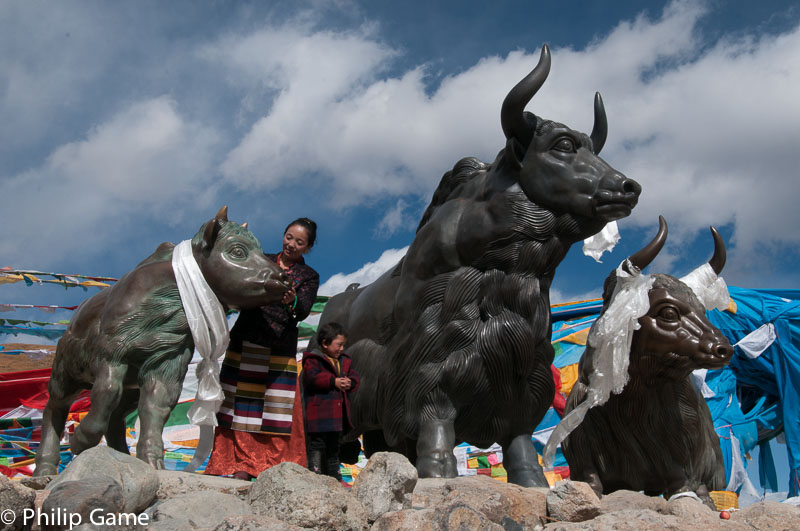 Larger-than-life yak sculptures celebrate the 5000-metre Mila Pass