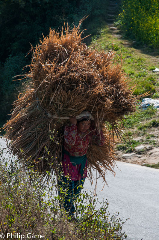 Woman hauling fodder, outside Bhaktapur 