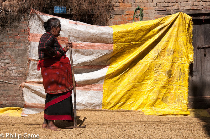Woman winnowing fresh-harvested rice in the Kathmandu Valley