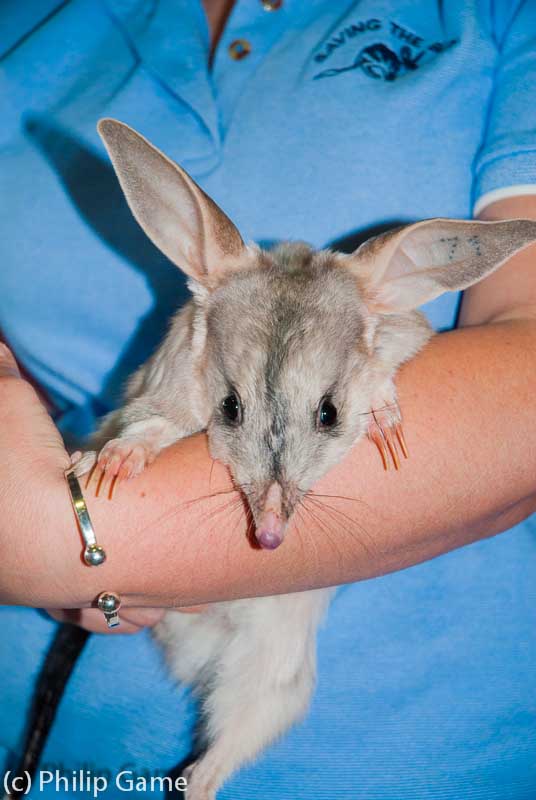 Is the bilby Australia's answer to the Easter Bunny?