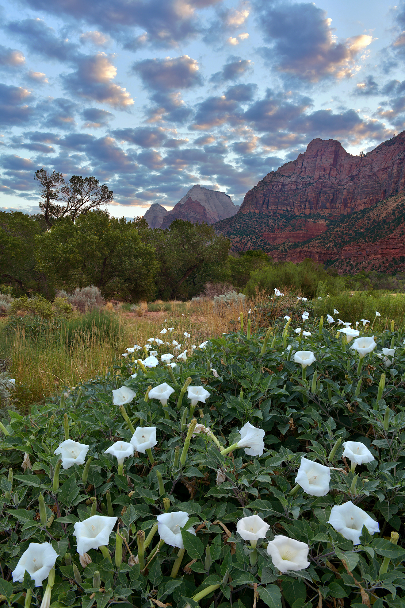 Zion NP - Angel Flower Sunrise 2.jpg