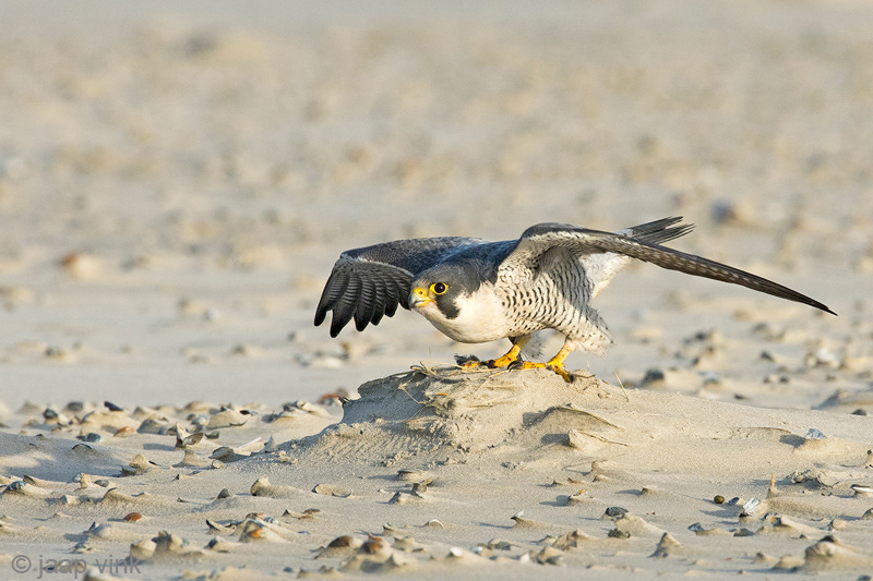Peregrine - Slechtvalk - Falco peregrinus
