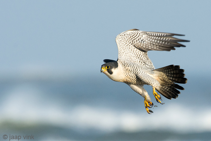Peregrine - Slechtvalk - Falco peregrinus