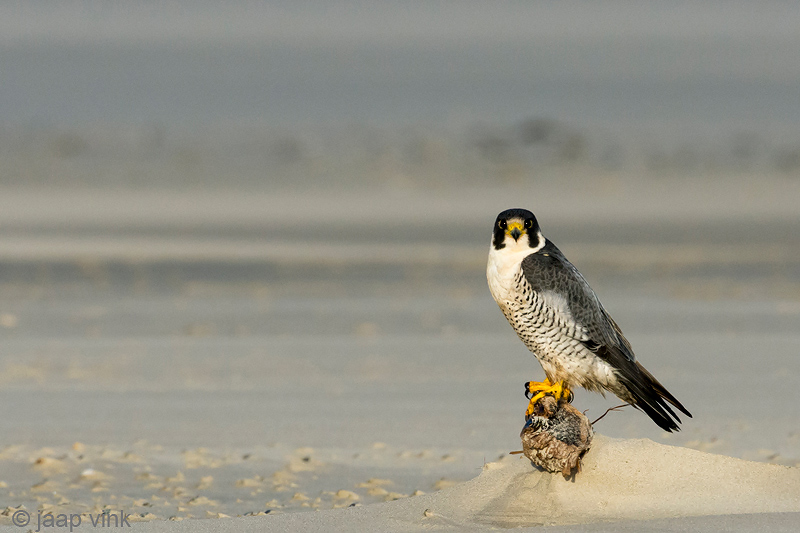 Peregrine - Slechtvalk - Falco peregrinus