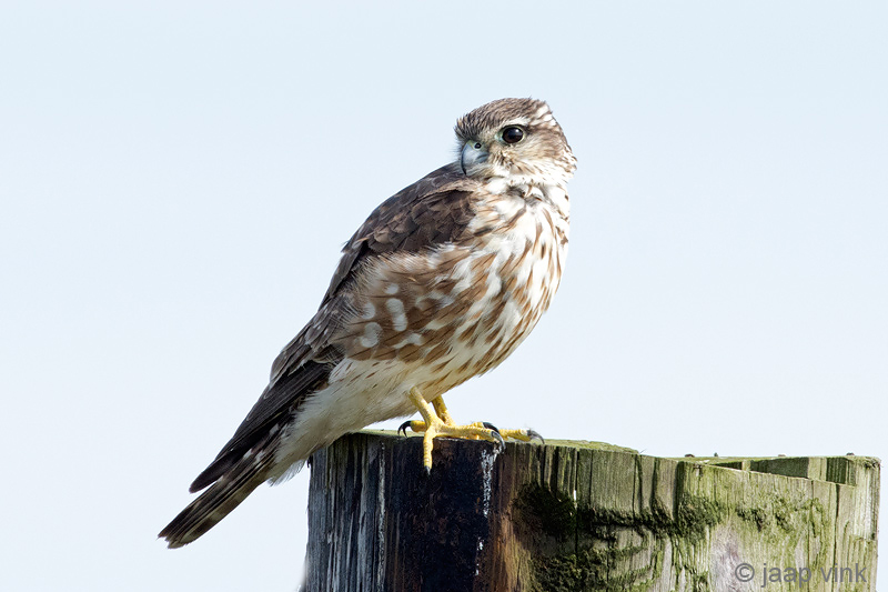 Merlin - Smelleken - Falco columbarius