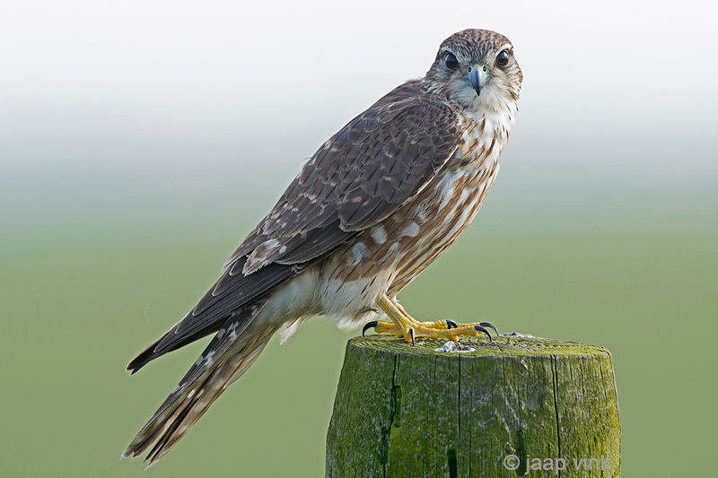 Merlin - Smelleken - Falco columbarius