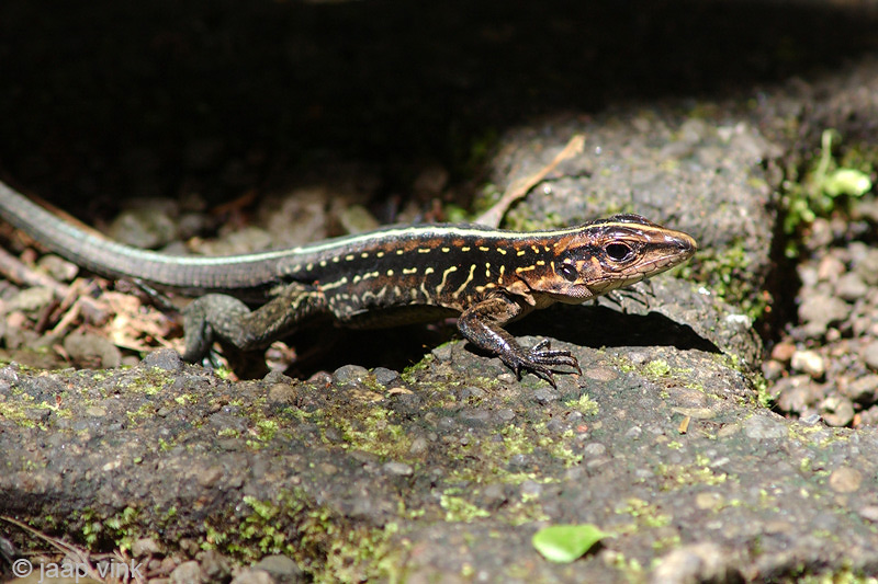 Lemur Anole Lizard - Hagedis - Norops lemurinus(?)