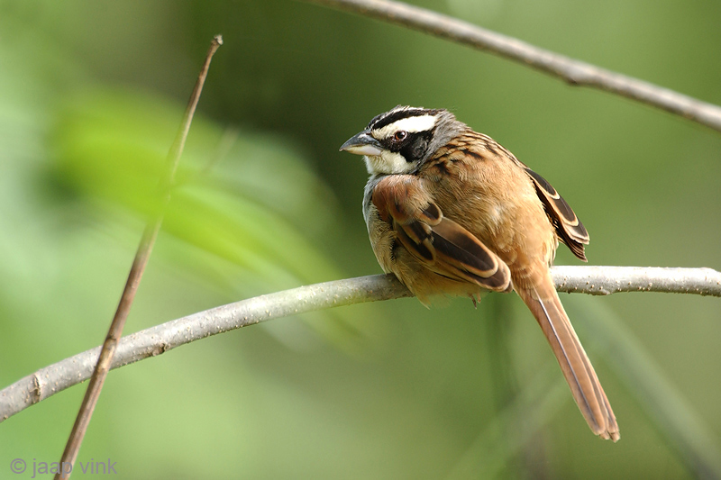 Stripe-headed Sparrow - Roeststaartgors - Aimophila ruficauda