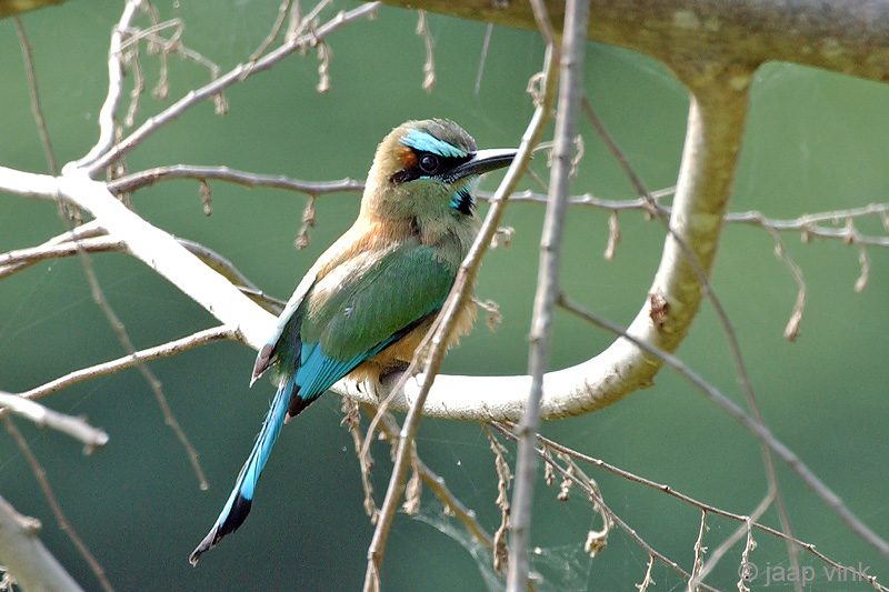Turquoise-browed Motmot - Wenkbrouwmotmot - Eumomota superciliosa