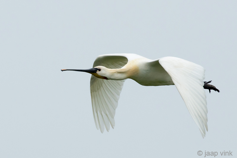 Spoonbill - Lepelaar - Platalea leucorodia