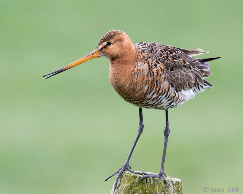Black-tailed Godwit - Grutto - Limosa limosa
