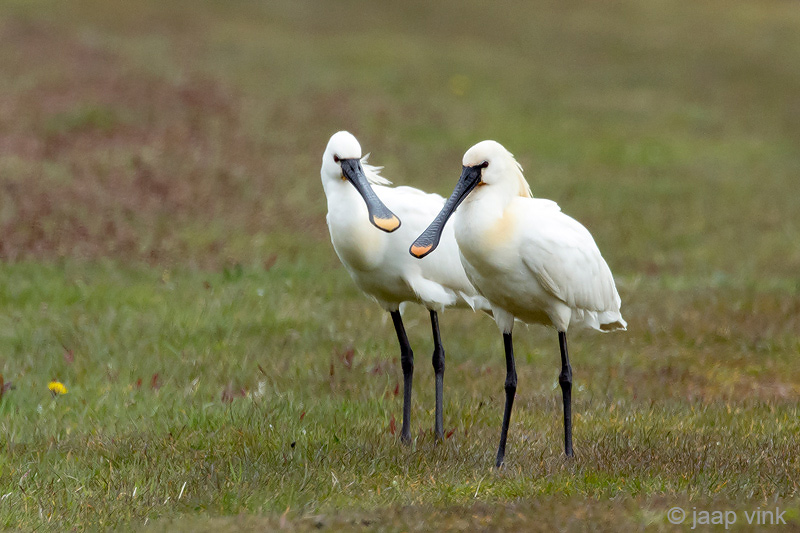 Spoonbill - Lepelaar - Platalea leucorodia