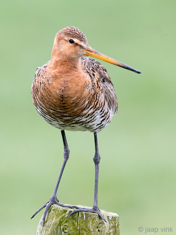 Black-tailed Godwit - Grutto - Limosa limosa