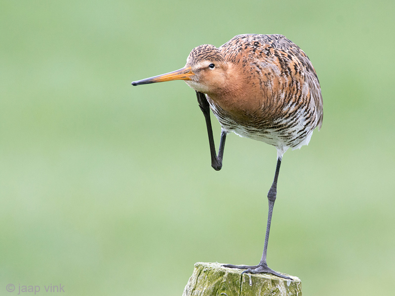 Black-tailed Godwit - Grutto - Limosa limosa