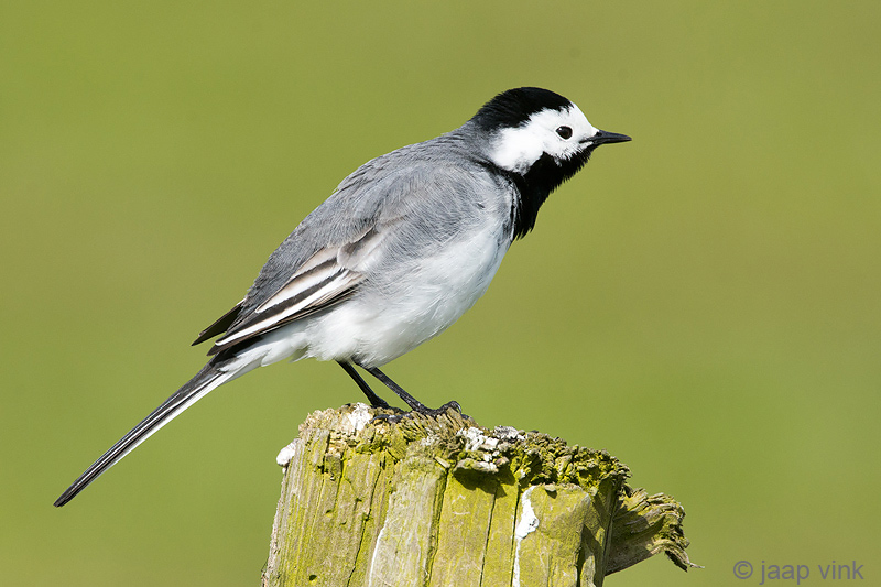 White Wagtail - Witte Kwikstaart - Motacilla alba