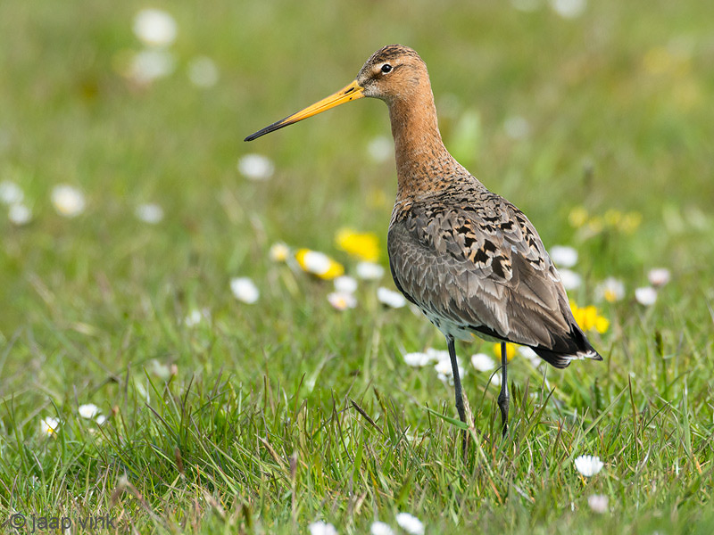 Black-tailed Godwit - Grutto - Limosa limosa