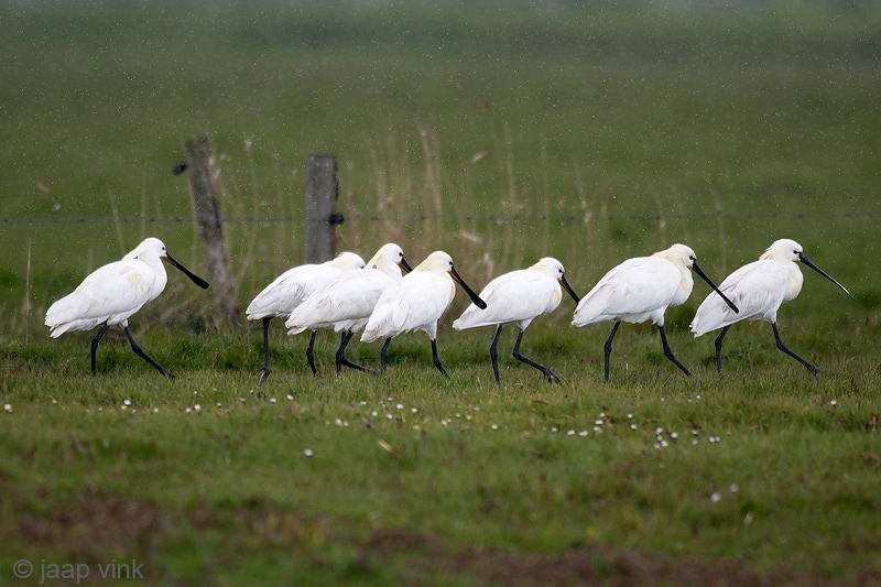Spoonbill - Lepelaar - Platalea leucorodia