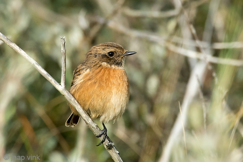 Stonechat - Roodborsttapuit - Saxicola rubicola