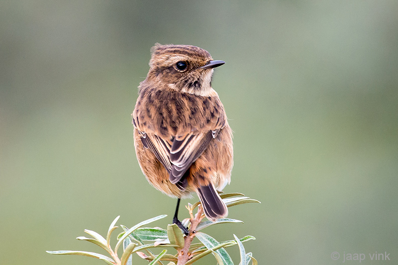 Stonechat - Roodborsttapuit - Saxicola rubicolat