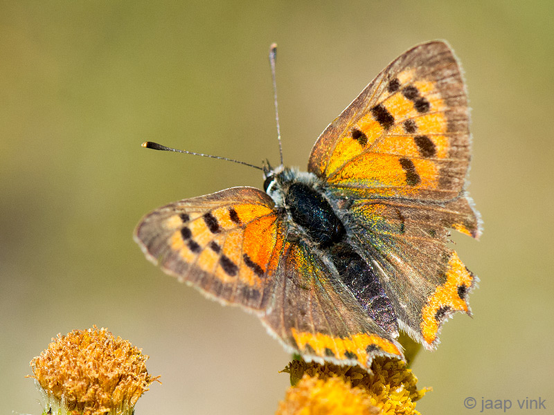 Small Copper - Kleine Vuurvlinder - Lycaena phlaeas