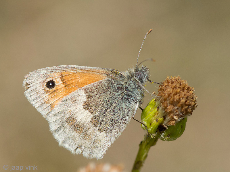 Meadow Brown - Bruin Zandoogje - Maniola jurtina