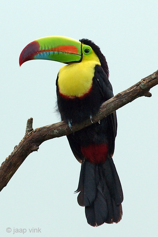 Keel-billed Toucan - Zwavelborsttoekan - Ramphastos sulfuratus