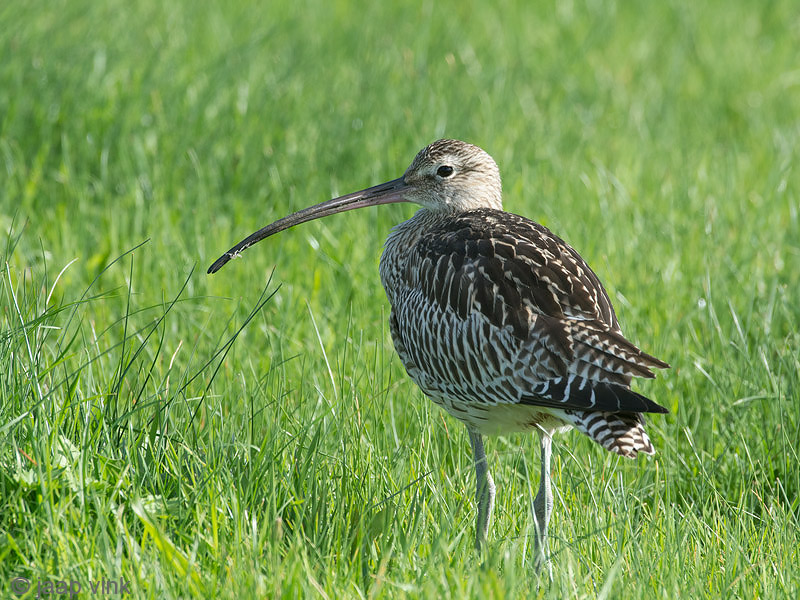 Eurasian Curlew - Wulp - Numenius arquata