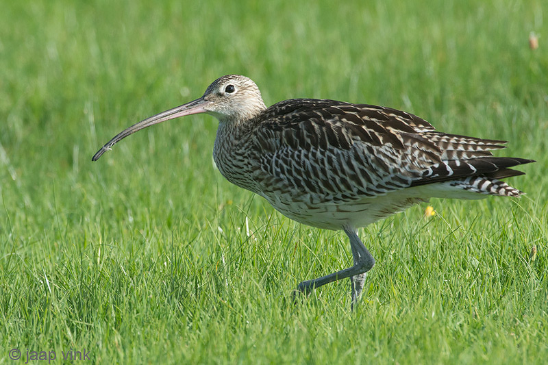 Eurasian Curlew - Wulp - Numenius arquata
