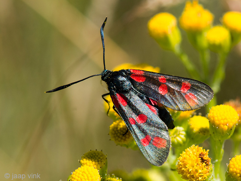 Six-spot Burnet - Sint Jansvlinder - Zygaena filipendulae
