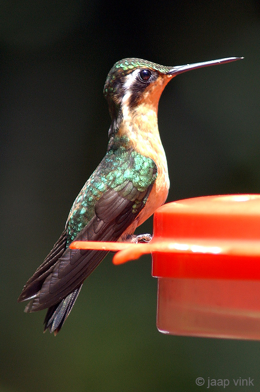 Purple-throated Mountain-gem -Purperkeeljuweelkolibrie - Lampornis calolaemus