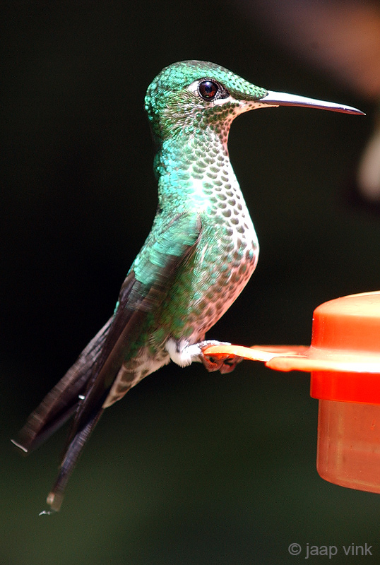 Green-Crowned Brilliant - Groenkruinbriljantkolibrie - Heliodoxa jacula 