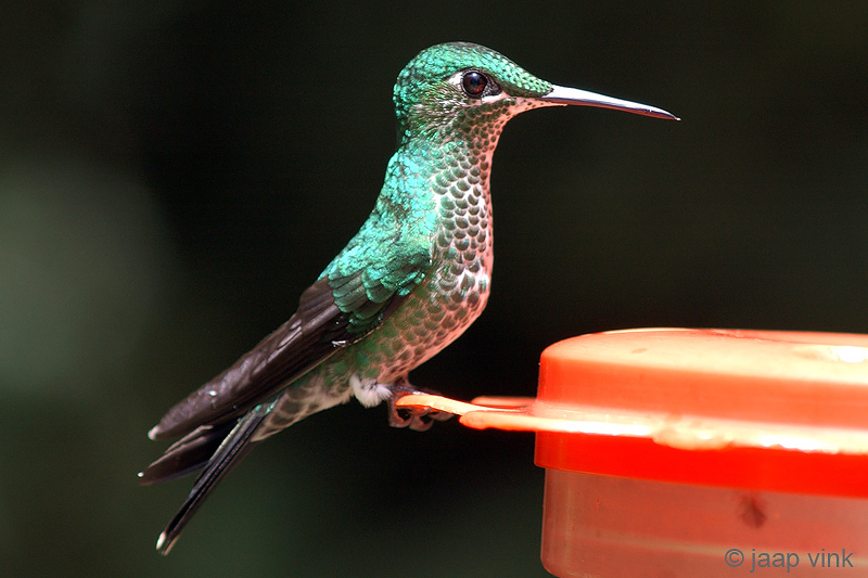 Green-Crowned Brilliant - Groenkruinbriljantkolibrie - Heliodoxa jacula 